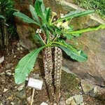 Молочай гребенчатый - Euphórbia lophogona Молочай гребенчатый фото и название, комнатное растение с молочком, Euphórbia lophogona, каталог комнатных растений