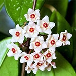 Хойя (Hoya) – восковый плющ Хойя, Hoya, восковый плющ, каталог энциклопедия комнатных растений от А до Я