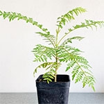 Жакаранда мимозолистная / Jacaranda mimosifolia Жакаранда мимозолистная, каталог экциклопедия комнатных растений от А до Я