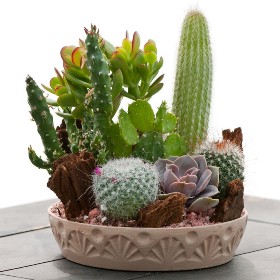 Комнатные кактусы и суккуленты Комнатные кактусы и суккуленты, каталог комнатных растений с названиями и фото, комнатные цветы от А до Я